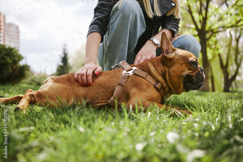 French bulldog puppy enjoying a back rub while lying on green grass in a park. Loving dog owner petting beloved pet photo