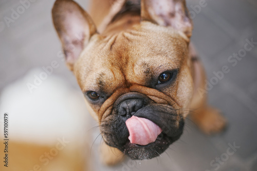 Cute dog looking at ice cream with desire and licking it's lips. Funny French bulldog asking for a treat