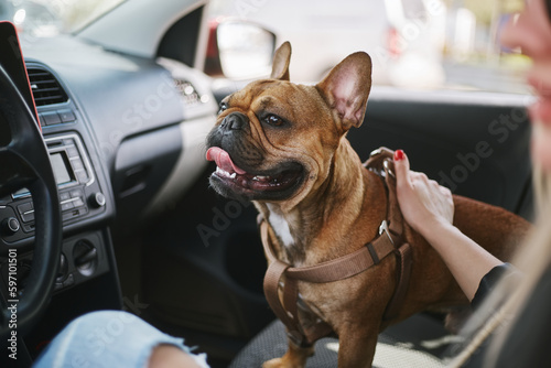 Cute young dog sitting in a car with owner. Portrait of adorable brown French bulldog puppy inside a vehicle
