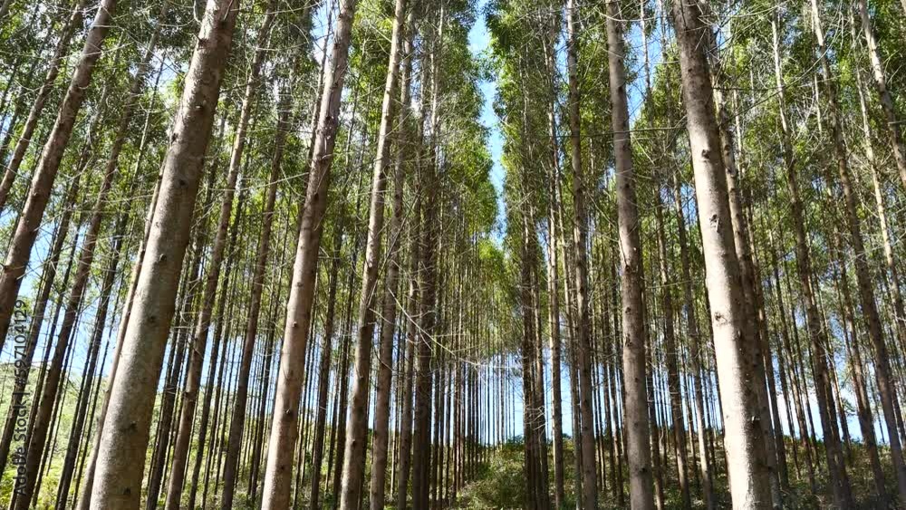 eucalyptus plantation