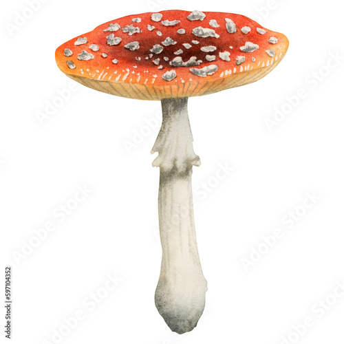 Redcap fly agaric illustration isolated on white background. Hand drawn red poisonous mushroom with dots on grey stipe. Woodland dangerous plant amanita muscaria