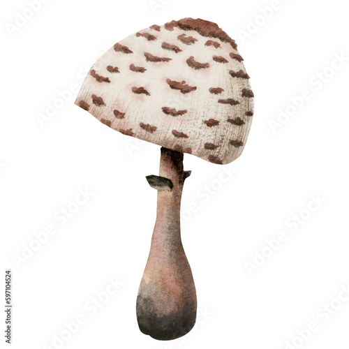 Foto Watercolor shaggy parasol mushroom illustration