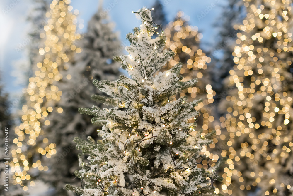 Fototapeta premium Christmas trees with lights and snow