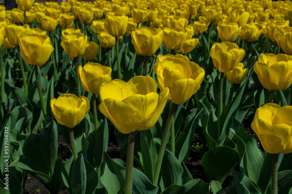 The flowering of tulips in urban gardens and parks is the arrival of spring and heat, it is the awakening of nature The flowering of tulips in urban gardens and parks is the arrival of spring and heat, it is the awakening of nature
