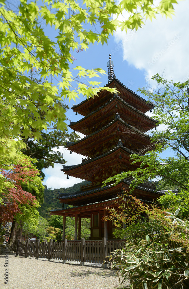 新緑の海住山寺 五重塔 京都府木津川市加茂町 新緑の海住山寺 五重塔 京都府木津川市加茂町