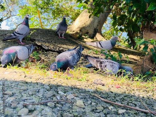 Many pigeons are pecking rice on the hiking trail in Zhonghe District, New Taipei City photo
