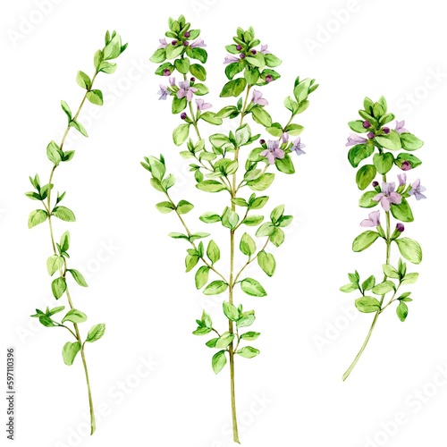 Watercolor drawing of a broad-leaved thyme  isolated on a white background. Botanical hand drawn illustration. A set of aromatic kitchen herbs  spices for Mediterranean cuisine.