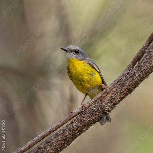 A Eastern Yellow Robin (Eopsaltria australis) perched on a branch with soft green background photo