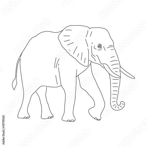 Sketch of Elephant drawn by hand. Vector hand drawn illustration. © Lori Li