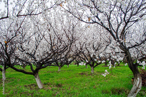 tree in bloom