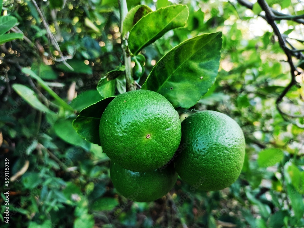 Lemon is a plant. the fruit has a sour taste suitable for cooking