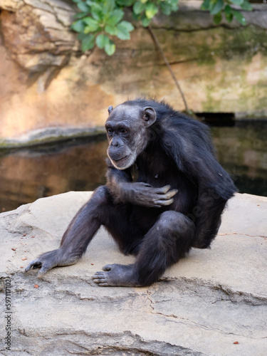 Chimpancé