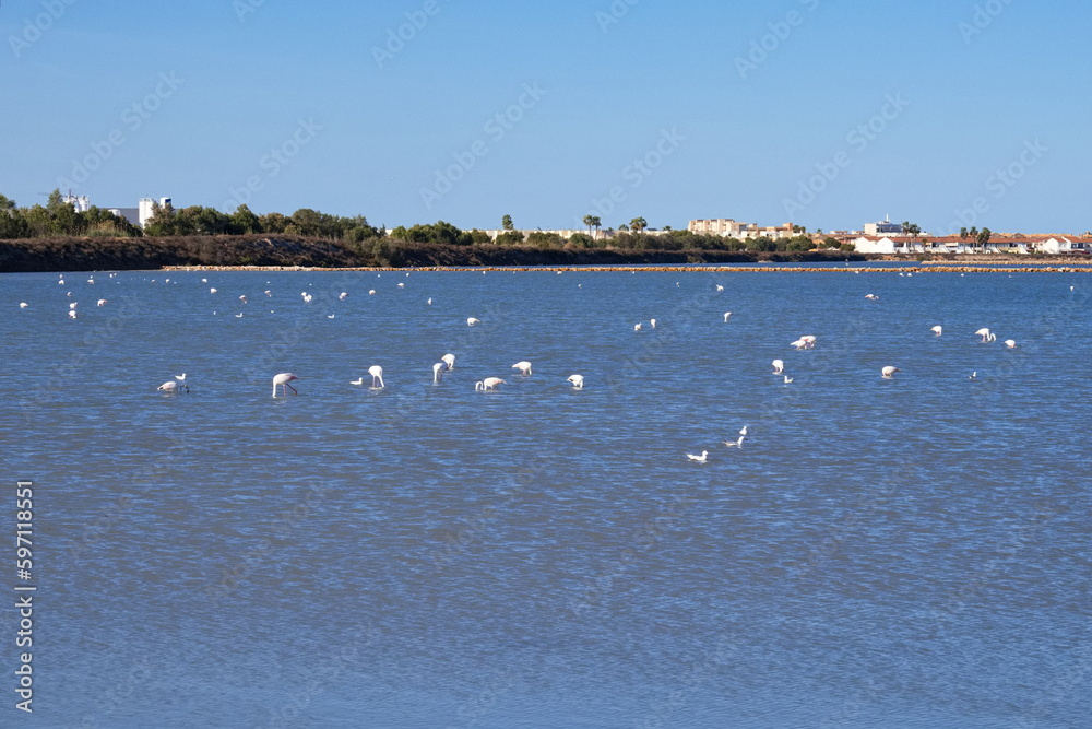 Pretty flamingos feeding silently in a quiet lagoon