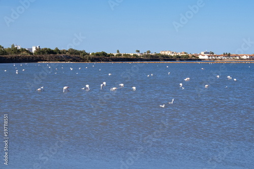 Pretty flamingos feeding silently in a quiet lagoon