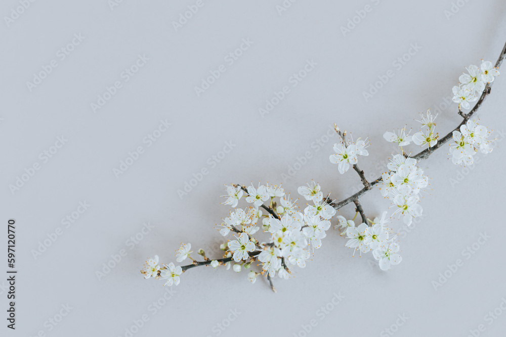 Beautiful branch with white blossom on a grey background. Spring minimalistic concept.