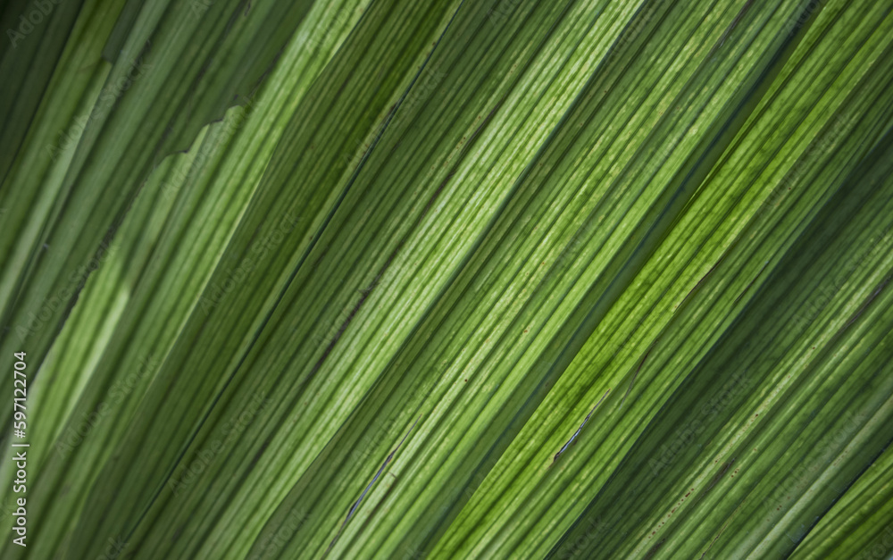 palm leaf texture palm leaf texture