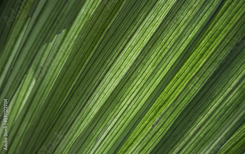 palm leaf texture © Kirill