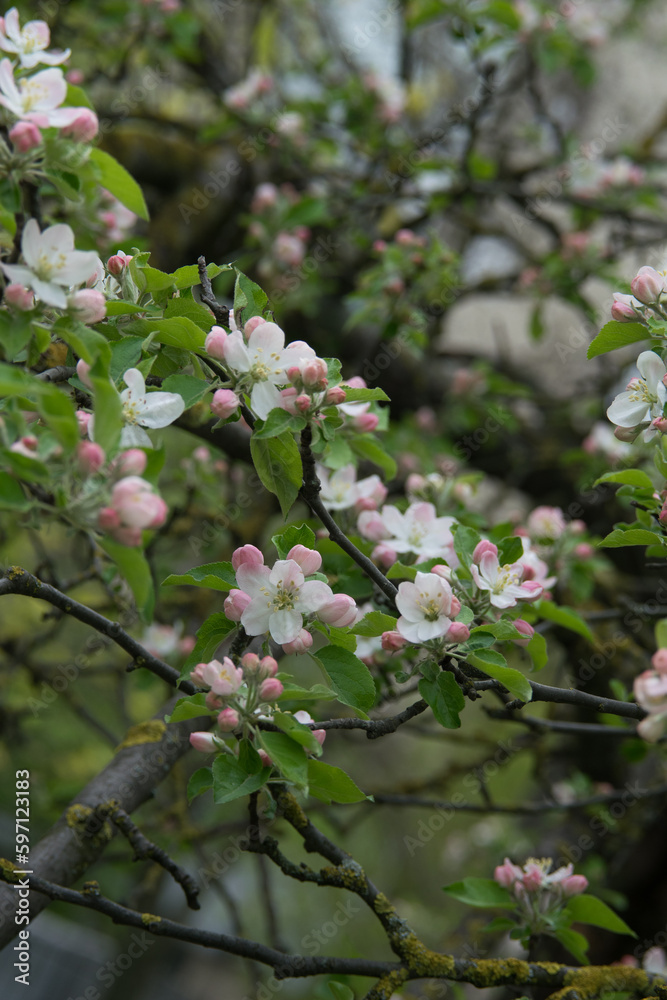 apple tree flowers, selective focus, close-up apple tree flowers, selective focus, close-up