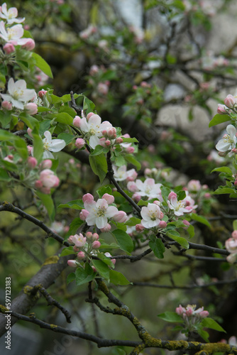 apple tree flowers, selective focus, close-up