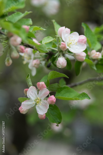 apple tree flowers  selective focus  close-up