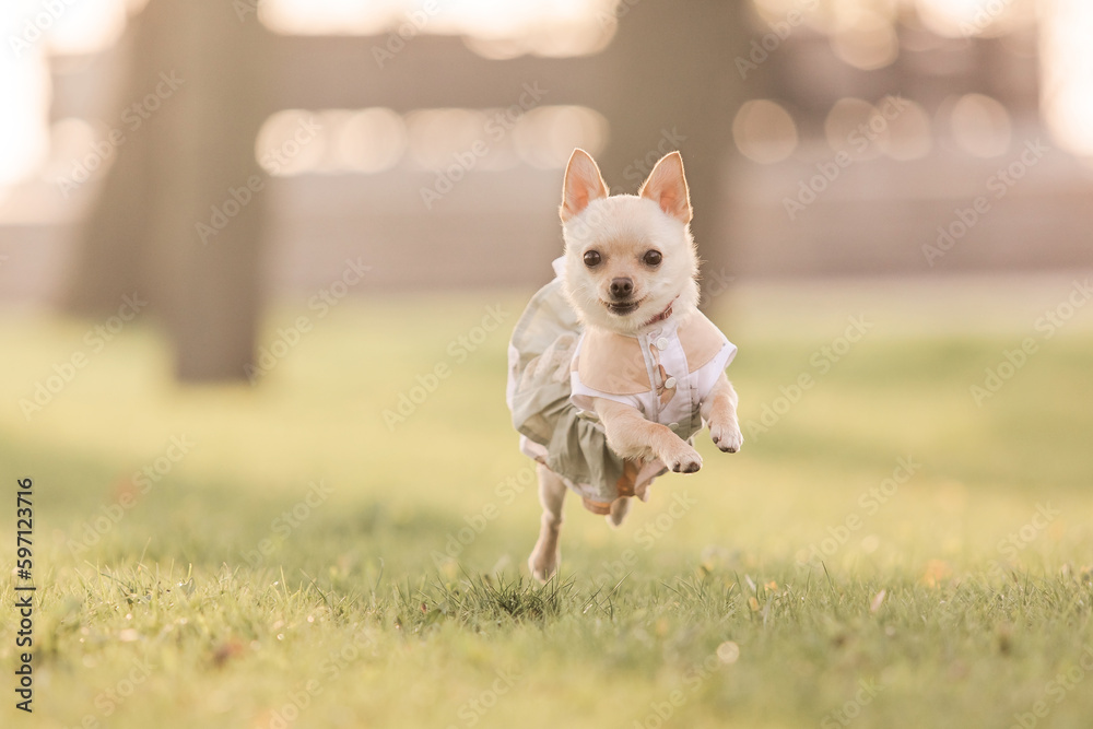 Small chihuahua dog in a dress stands in a field