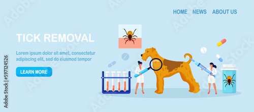 Dog Tick Season. Prevention of Lyme and Encephalitis Diseases. Removing Encephalitis Ticks. Veterinary Doctors Remove Mite. Parasite Carrying Disease. First Aid with Infections Transmitted by Mites