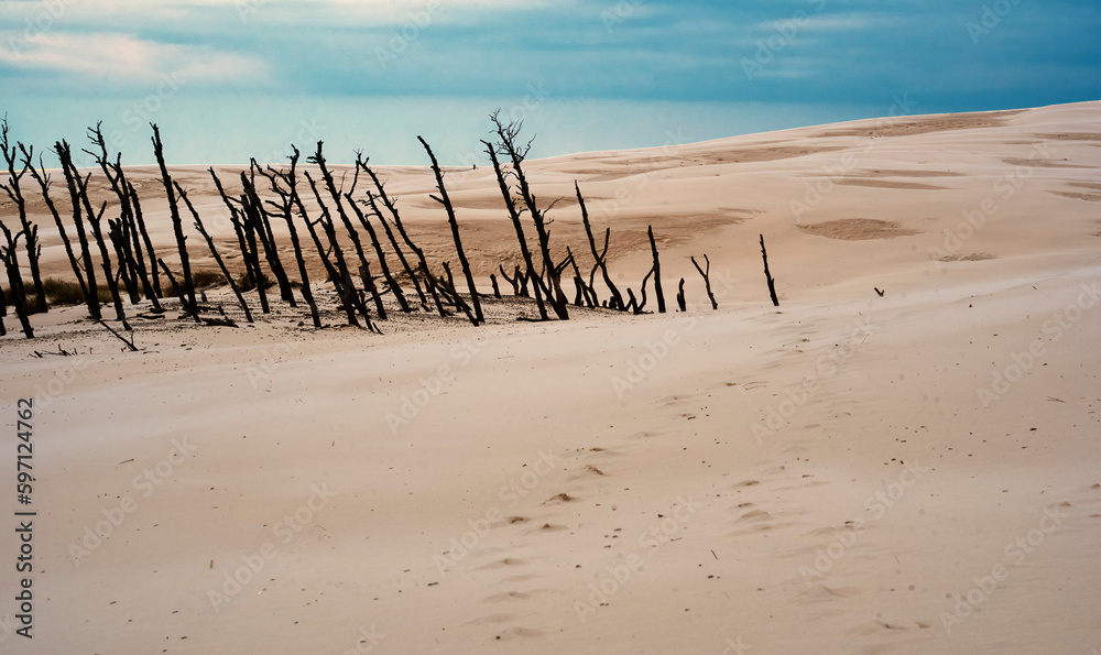 Tops of dead trees in national park showered by the shifting sand dune of Leba, Poland