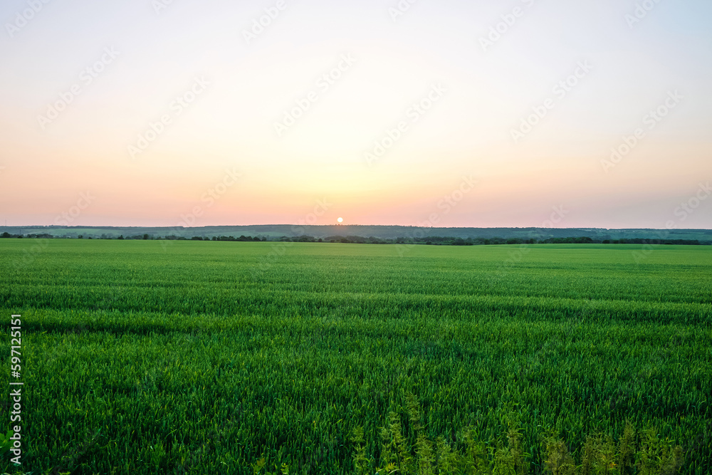 Green ripening ears of rye field under evening sky at sunset. Agricultural landscape with sundown on horizon. Belgorod region, Russia.
