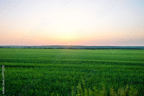 Green ripening ears of rye field under evening sky at sunset. Agricultural landscape with sundown on horizon. Belgorod region  Russia.