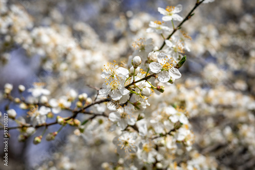 White flowers on blossoming cherry tree in springtime. 