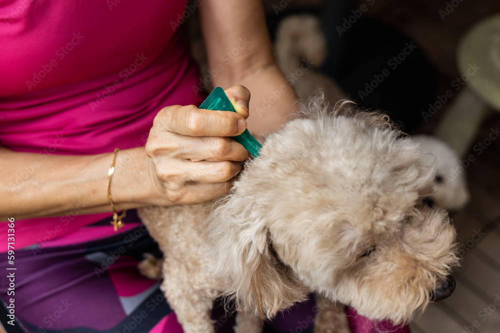 Close-up of person applying ticks, lice and mites control medicine on poodle pet dog Close-up of person applying ticks, lice and mites control medicine on poodle pet dog