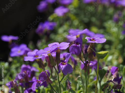 Close up of an Aubrieta, wonderful bee pasture, beautiful forage plant for many pollinator insects.