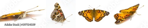 American painted lady Butterfly - Vanessa virginiensis - isolated on white background four views showing intricate pattern and design © Chase D’Animulls