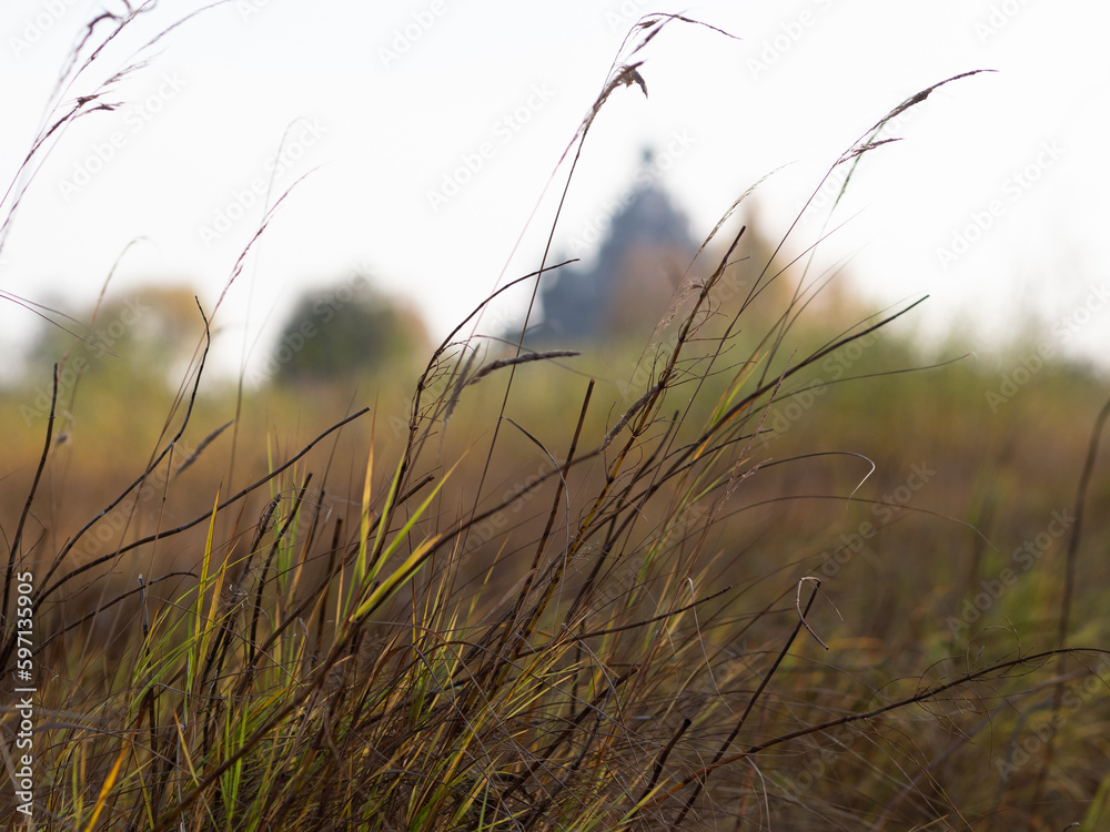 Obraz premium Autumn field with dry grass, blurred perspective, October landscape