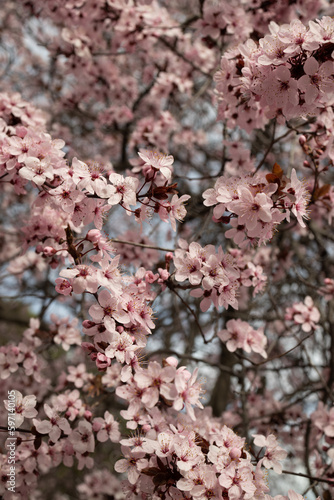 Cherry trees in full blossom
