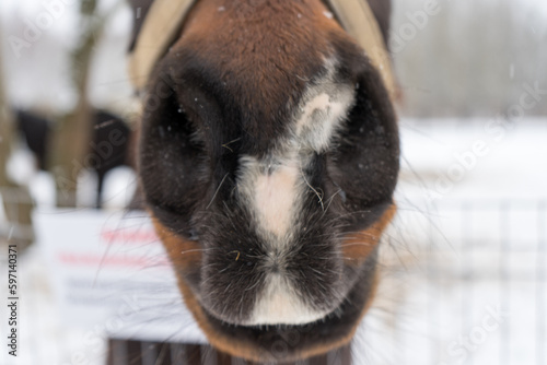 Close up of brown horse eye on winter day