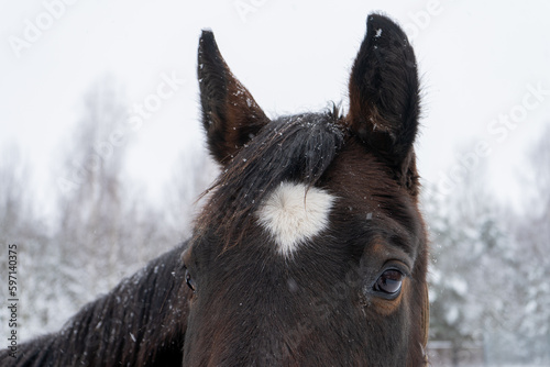 Close up of brown horse eye on winter day