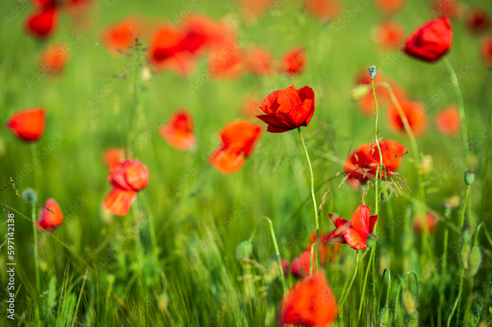 Carpets of red poppies in the wheat fields.