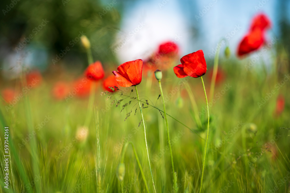 Carpets of red poppies in the wheat fields. Carpets of red poppies in the wheat fields.
