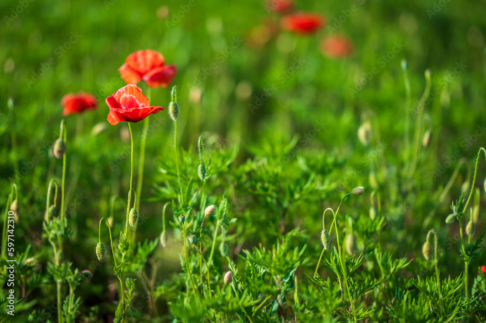 Carpets of red poppies in the wheat fields. Carpets of red poppies in the wheat fields.