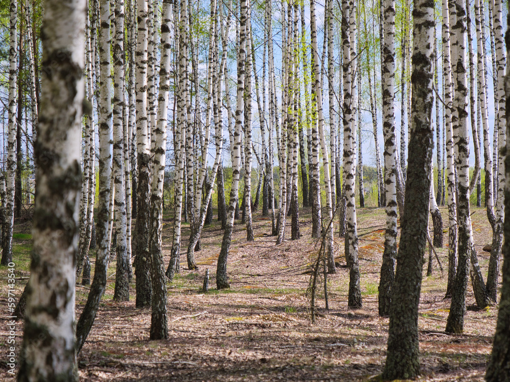 panorama spring in a birch grove young greenery panorama spring in a birch grove young greenery