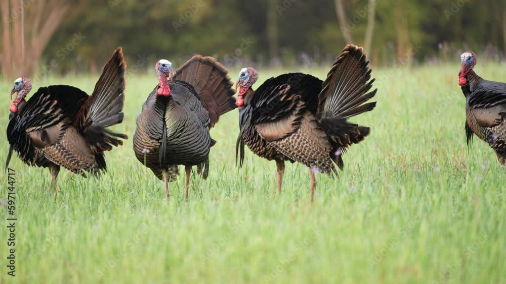 Wild Turkey (Meleagris gallopavo) gobbler strutting. April in Georgia,  1/2 half natural speed