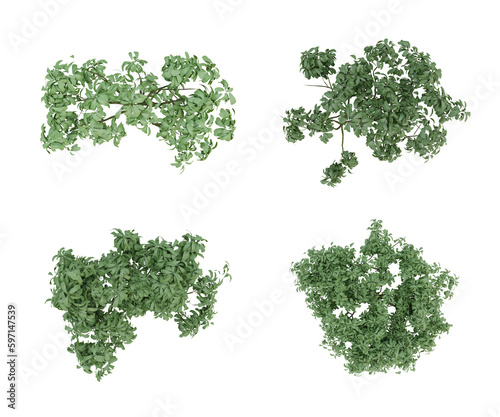 Set of green plants on top view isolated on transparent background, 2d plans ,3d render illustration.