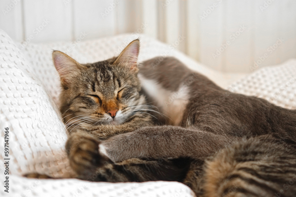 Two cats cuddling on white blanket at home. Cute domestic striped friendly cats. 2 sleepy kittens washing comfortably. Family couple feline resting together, Happy tabby beautiful pets in love hugging