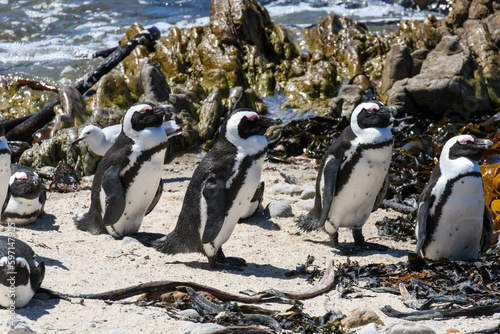 Penguin colony at Stony point of Betty's bay, South Africa