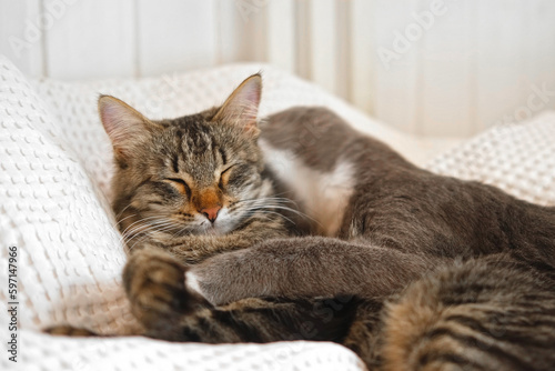 Two cats cuddling on white blanket at home. Cute domestic striped friendly cats. 2 sleepy kittens washing comfortably. Family couple feline resting together, Happy tabby beautiful pets in love hugging