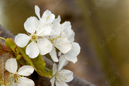 A tree branch with white flowers. Flowering trees in spring. Cherry, apricot, apple, pear, plum or sakura trees in bloom. Close-up on multicolor blurred background