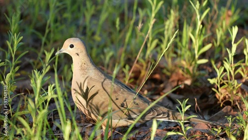 Mourning Dove (Zenaida macroura), popular sport hunting migratory bird. Some countries consider this bird a pest because can cause crop damage in large flocks. April in Georgia photo