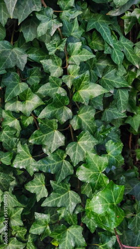 Dark green ivy close up photo