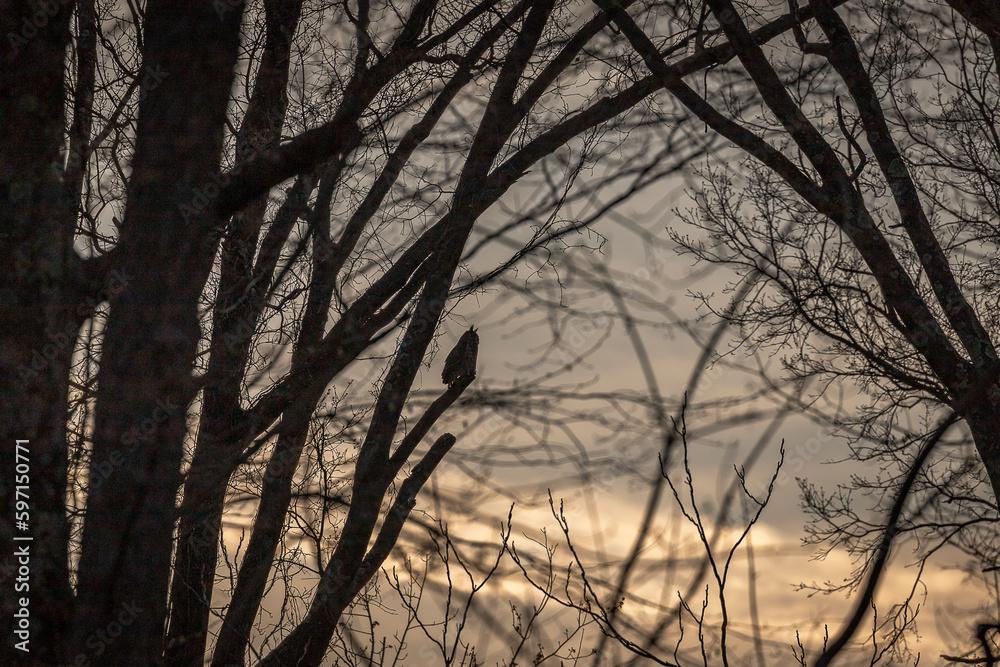 Silhouette of a Great Horned Owl in the setting sun Silhouette of a Great Horned Owl in the setting sun